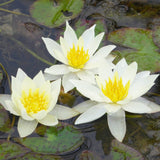 Nymphaea Pygmaea Helvola Aquatic Pond Plant - Water Lily Aquatic Plants