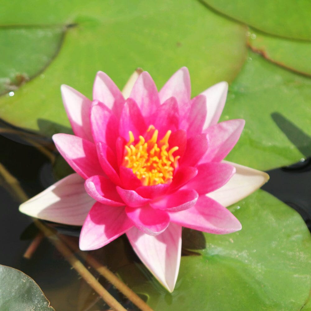 Nymphaea Rene Gerard Aquatic Pond Plant - Water Lily Aquatic Plants