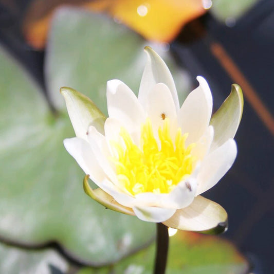 Nymphaea Snow Princess Aquatic Pond Plant - Water Lily Aquatic Plants