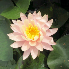 Nymphaea Sunny Pink Aquatic Pond Plant - Water Lily Aquatic Plants