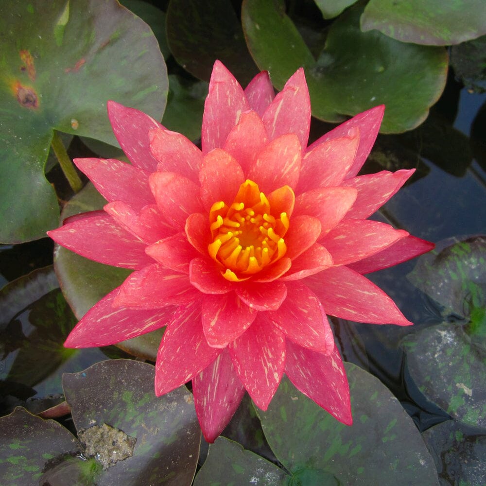 Nymphaea Wanvisa Aquatic Pond Plant - Water Lily Aquatic Plants