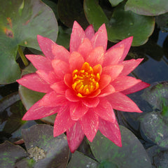 Nymphaea Wanvisa Aquatic Pond Plant - Water Lily Aquatic Plants