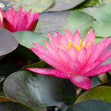 Nymphaea Wanvisa Aquatic Pond Plant - Water Lily Aquatic Plants