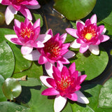 Nymphaea Xiafei Aquatic Pond Plant - Water Lily