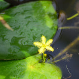Nymphoides Thunbergiana Aquatic Pond Plant - Asian Water Snowflake Aquatic Plants