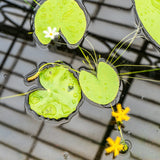 Nymphoides Thunbergiana Aquatic Pond Plant - Asian Water Snowflake Aquatic Plants