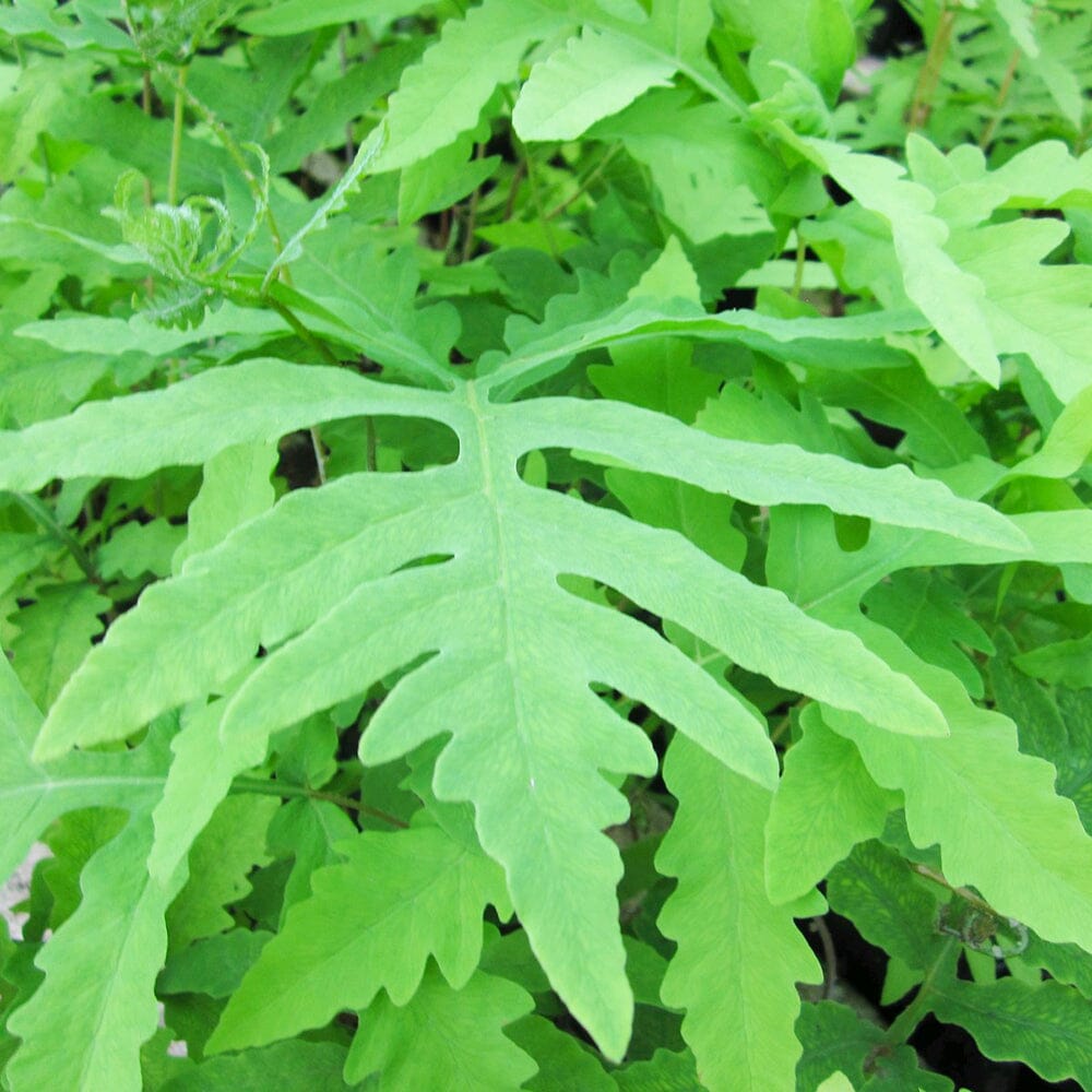 Onoclea Sensibilis Aquatic Pond Plant - Sensitive Fern Aquatic Plants