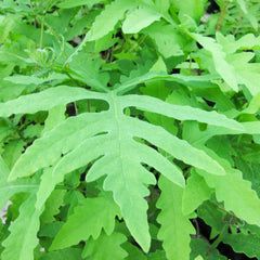 Onoclea Sensibilis Aquatic Pond Plant - Sensitive Fern Aquatic Plants