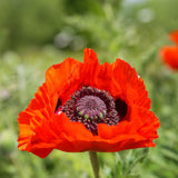 PAPAVER orientale Beauty of Livermore Perennial Plant