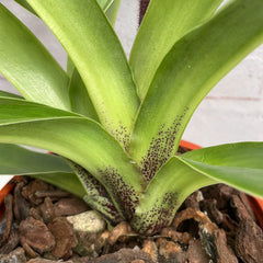 Paphiopedilum Pinokkio Hybrid Orchid 11cm Pot House Plant House Plant