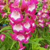 PENSTEMON Arabesque Orchid 9cm Pot Perennials
