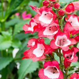 PENSTEMON Arabesque Red Perennial Plant