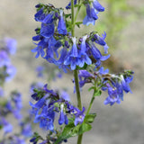 Penstemon Electric Blue  2L Perennial Plant