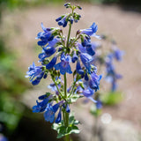 PENSTEMON heavenly Blue Perennial Plant