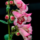 Penstemon Hewells Pink  2L Perennial Plant
