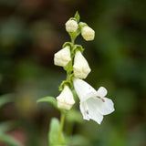 PENSTEMON White Bedder Perennial Plant