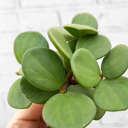 Peperomia Hope Radiator House Plant 6cm Pot House Plant