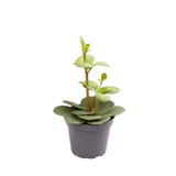 Peperomia Hope Radiator House Plant 6cm Pot Potted Houseplants