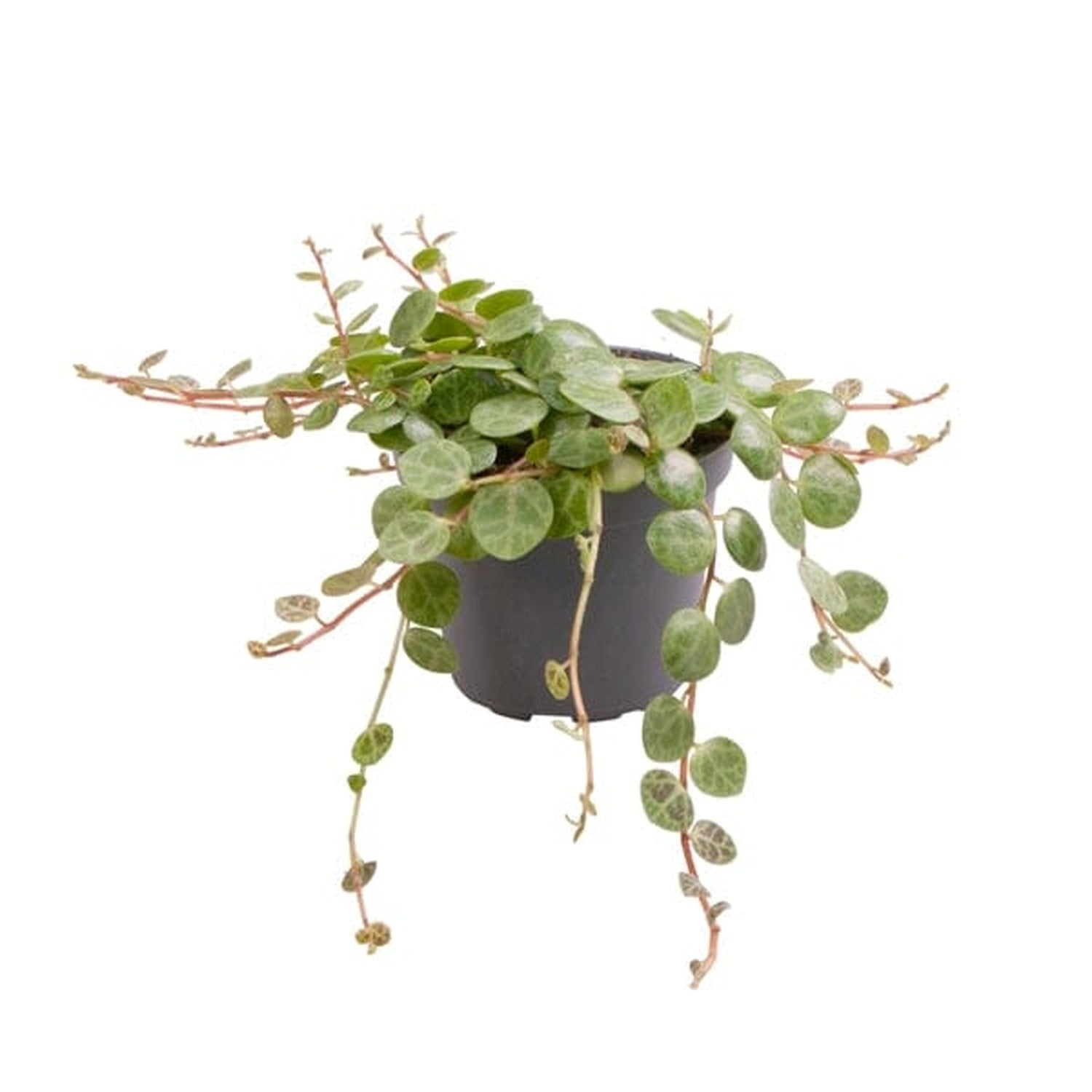 Peperomia Prostrata Radiator House Plant 6cm Pot House Plant