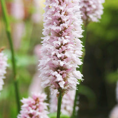 Persicaria Bistorta Aquatic Pond Plant - Bistort Aquatic Plants