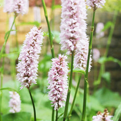 Persicaria Bistorta Aquatic Pond Plant - Bistort Aquatic Plants