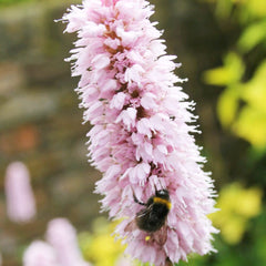 Persicaria Bistorta Aquatic Pond Plant - Bistort Aquatic Plants