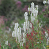 PERSICARIA White Eastfield Perennial Plant