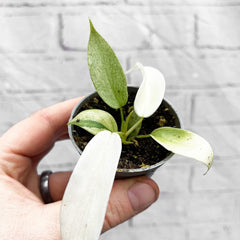 Philodendron Florida Ghost House Plant 6cm Pot House Plant