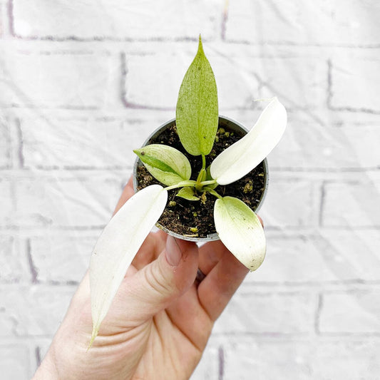 Philodendron Florida Ghost House Plant 6cm Pot House Plant