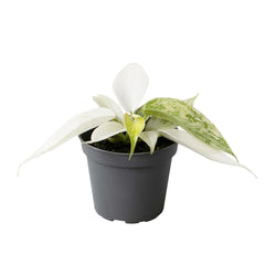 Philodendron Florida Ghost House Plant 6cm Pot House Plant