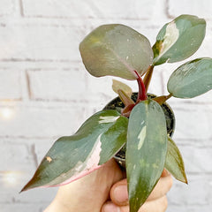 Philodendron Pink Princess House Plant 6cm Pot House Plant