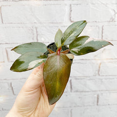 Philodendron Pink Princess House Plant 6cm Pot House Plant