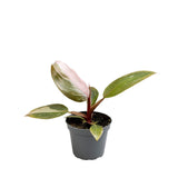 Philodendron Pink Princess House Plant 6cm Pot Potted Houseplants