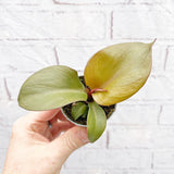Philodendron Red Heart House Plant 6cm Pot House Plant