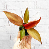 Philodendron Red Sun House Plant 6cm Pot