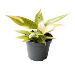Philodendron Ring of Fire House Plant 6cm Pot House Plant