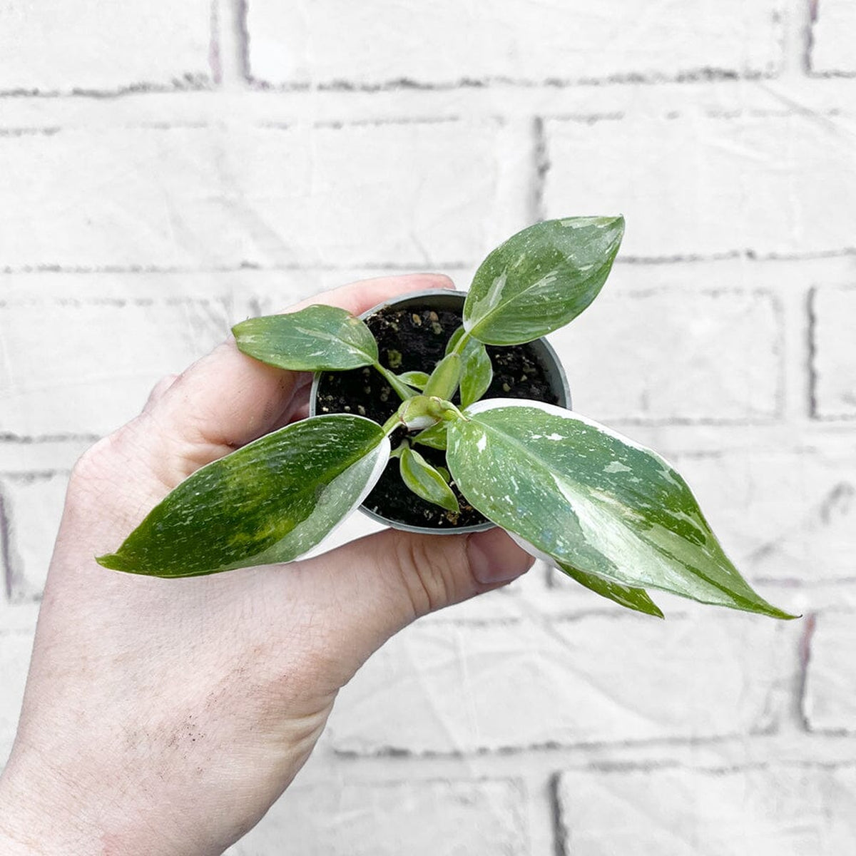 Philodendron White Princess House Plant 6cm Pot House Plant