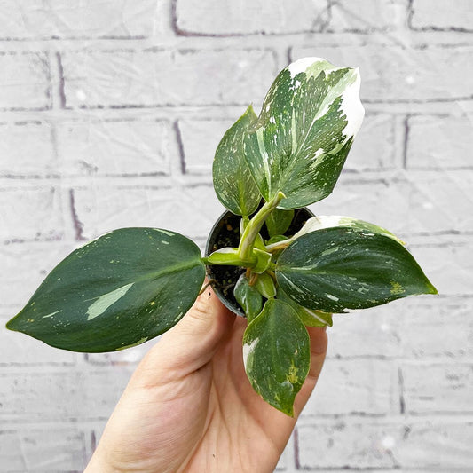 Philodendron White Wizard House Plant 6cm Pot House Plant