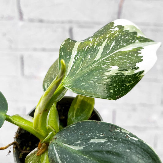 Philodendron White Wizard House Plant 6cm Pot House Plant