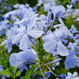 Phlox Divaricata Blue Moon  2L Perennial Plant