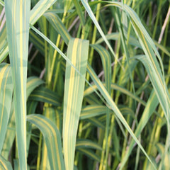 Phragmites Karka Variegata Aquatic Pond Plant Aquatic Plants