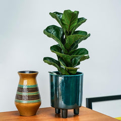 Pisa Emerald Planter 19cm Height 16cm Dia Pots & Planters