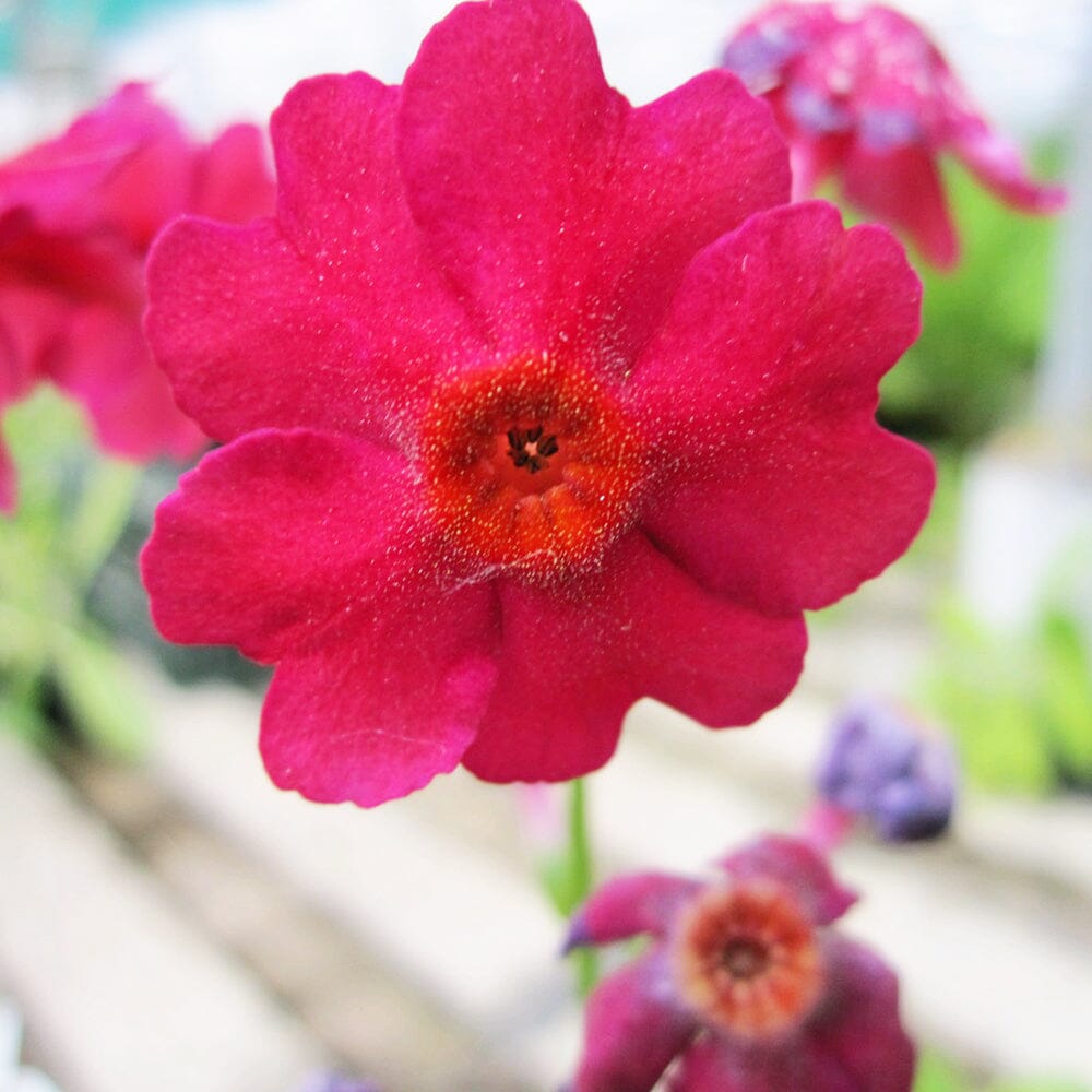 Primula Japonica Aquatic Pond Plant - Japanese Primrose Aquatic Plants