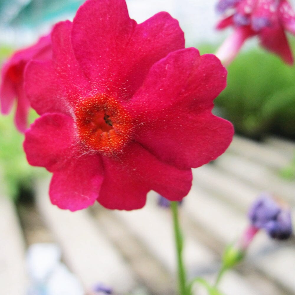 Primula Japonica Aquatic Pond Plant - Japanese Primrose Aquatic Plants
