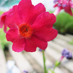 Primula Japonica Aquatic Pond Plant - Japanese Primrose Aquatic Plants