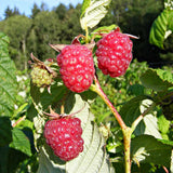 Raspberry Autumn Bliss (Rubus idaeus) Fruit Bush 2ltr Pot