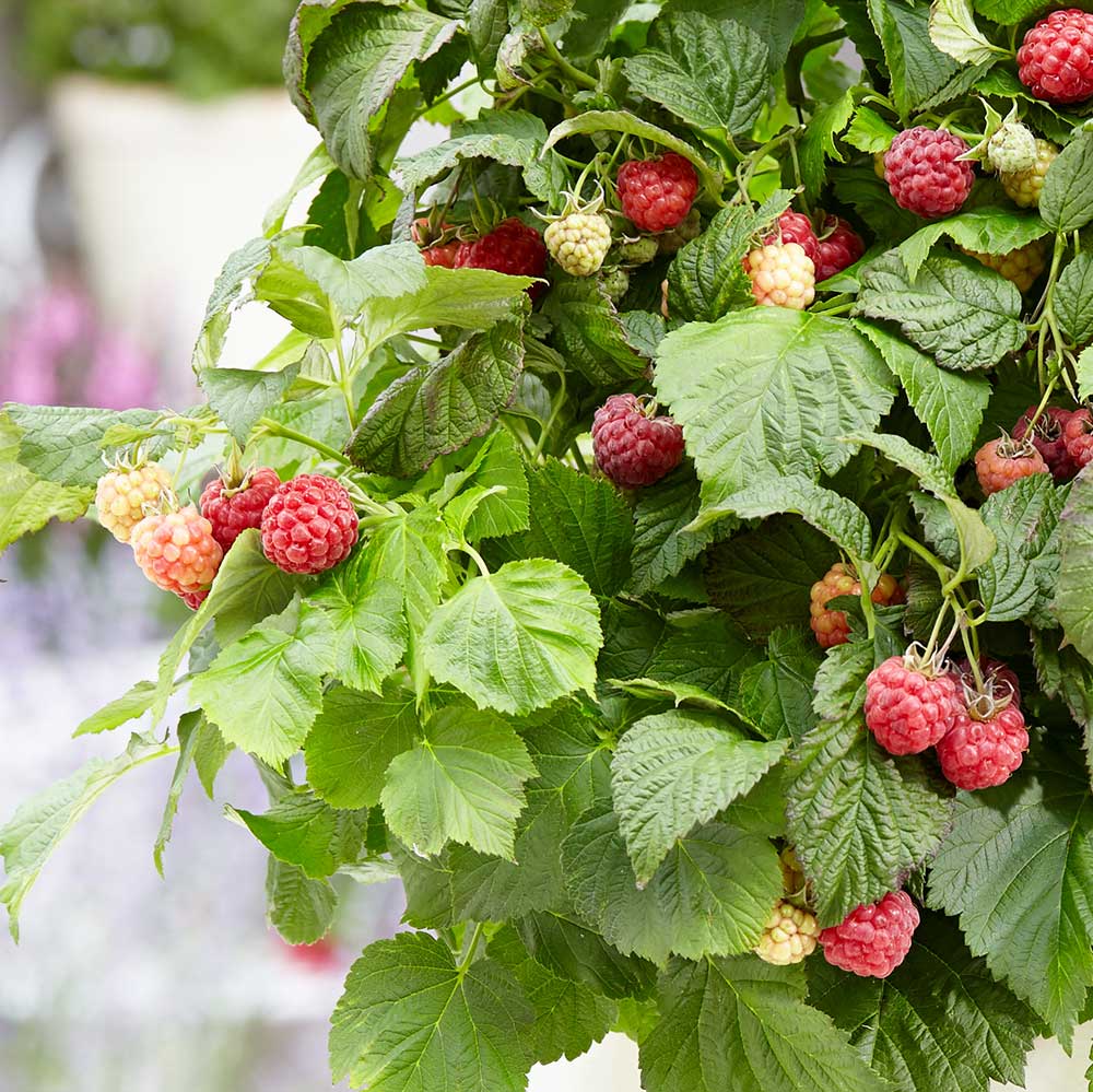 Raspberry Bonbonberry Yummy (Rubus idaeus) Fruit Bush 3ltr Pot Fruit