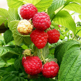 Raspberry Cascade Delight (Rubus idaeus) Fruit Bush 2ltr Pot Fruit