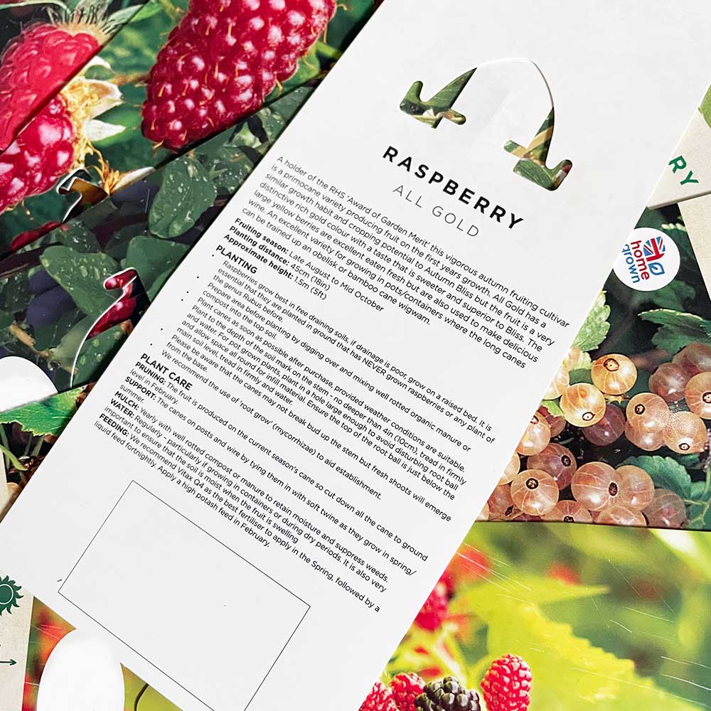 Raspberry Glen Ample (Rubus idaeus) Fruit Bush 3ltr Pot Fruit