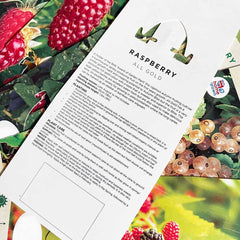 Raspberry Glen Ample (Rubus idaeus) Fruit Bush 3ltr Pot Fruit